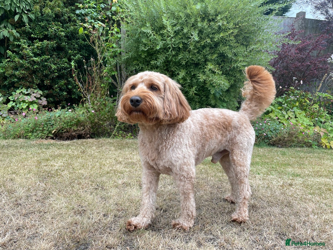 Cockapoo dogs for stud: STUD F1 Cockerpoo (5 Star 10/10} - Advert 1