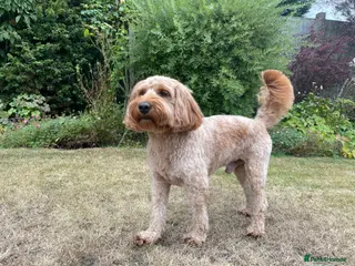 Cockapoo dogs STUD F1 Cockerpoo (5 Star 10/10} - Advert 14