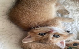 British Shorthair cats for sale: beautiful golden bsh kittens - Image 2