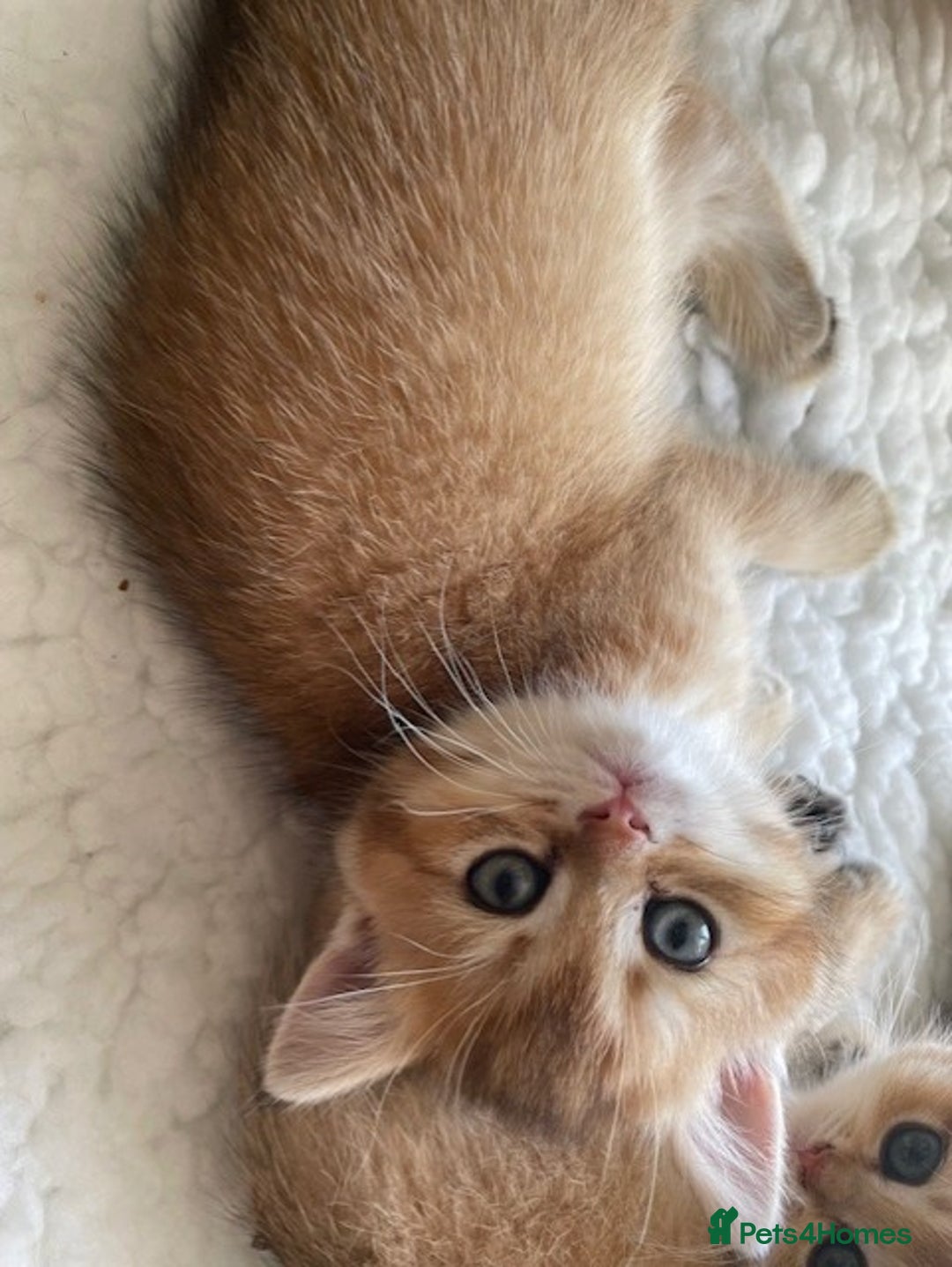British Shorthair cats for sale: beautiful golden bsh kittens - Image 2