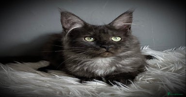 Maine Coon cats - Advert 14