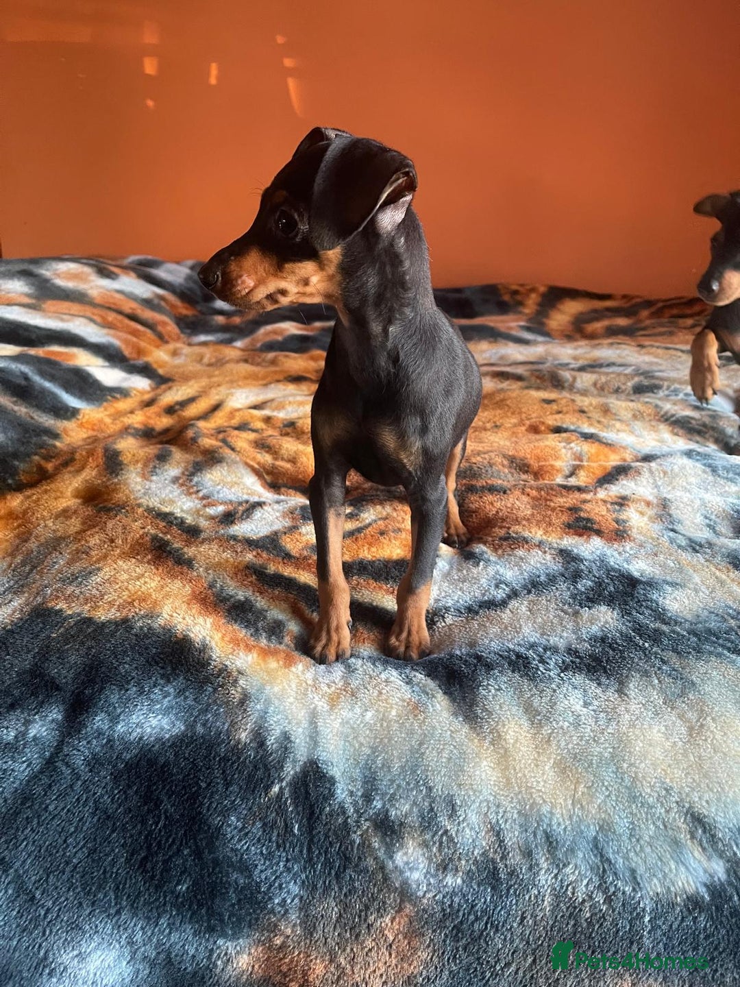 Miniature Pinscher dogs for sale: Beautiful Miniature Pinscher . - Advert 20