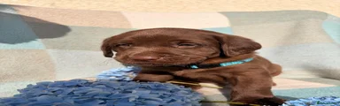 Labrador Retriever 2
