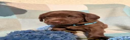 Labrador Retriever dogs for sale: ⭐️ KC Registered Chocolate Lab Puppies ⭐️ - Advert 12
