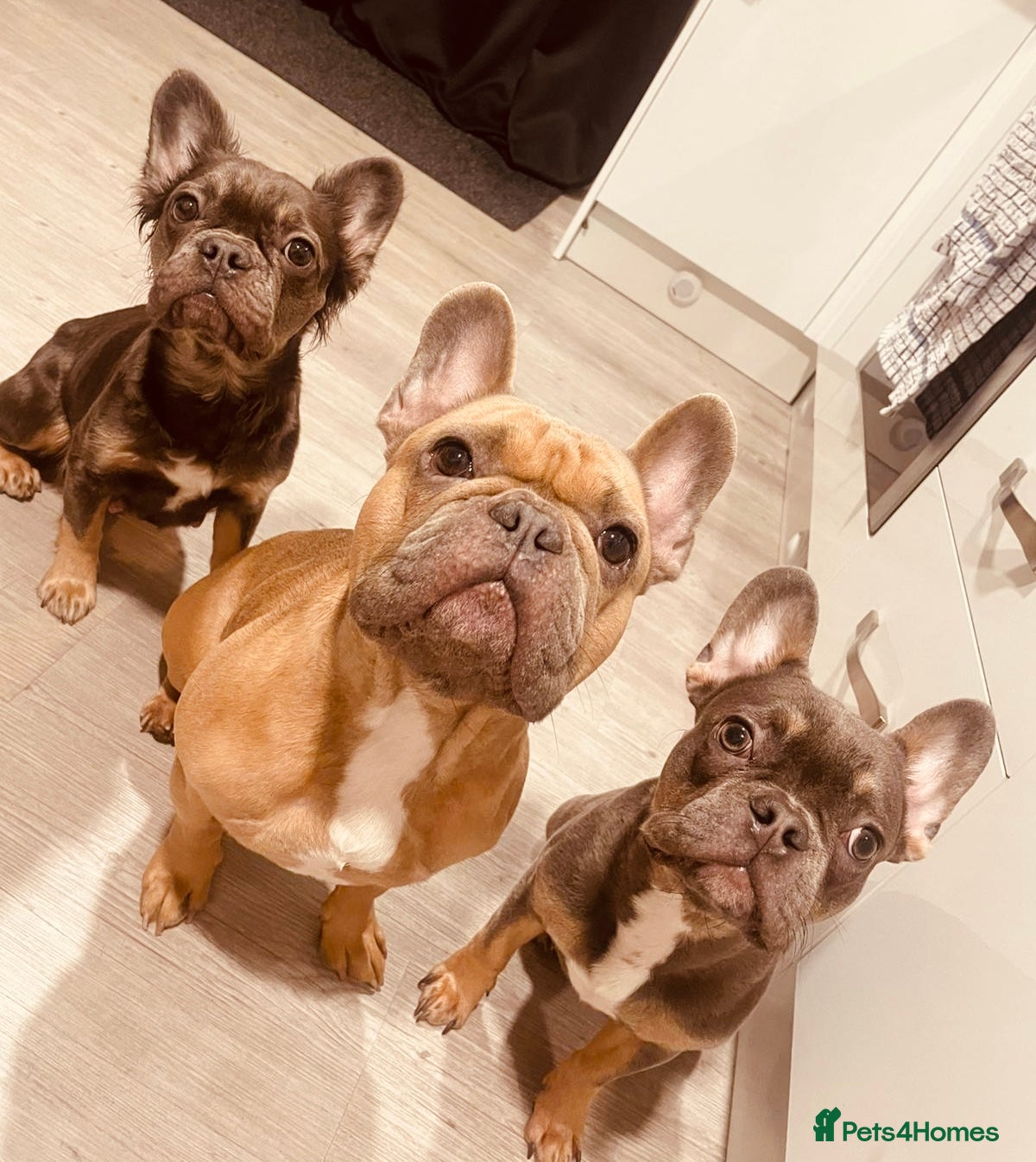 French Bulldog dogs 4 puppies are looking for only loving home  - Advert 17