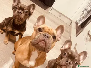 French Bulldog dogs 4 puppies are looking for only loving home - Advert 17