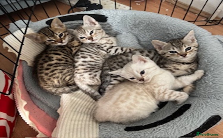 Bengal cats - Advert 16