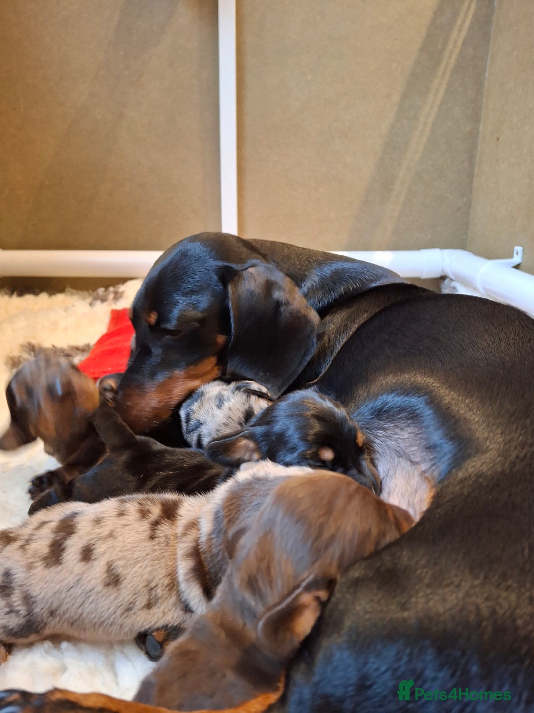 Miniature Dachshund dogs for sale: 🐾❤️ KC Reg Smooth Haired Miniature Dachshunds  - Advert 5