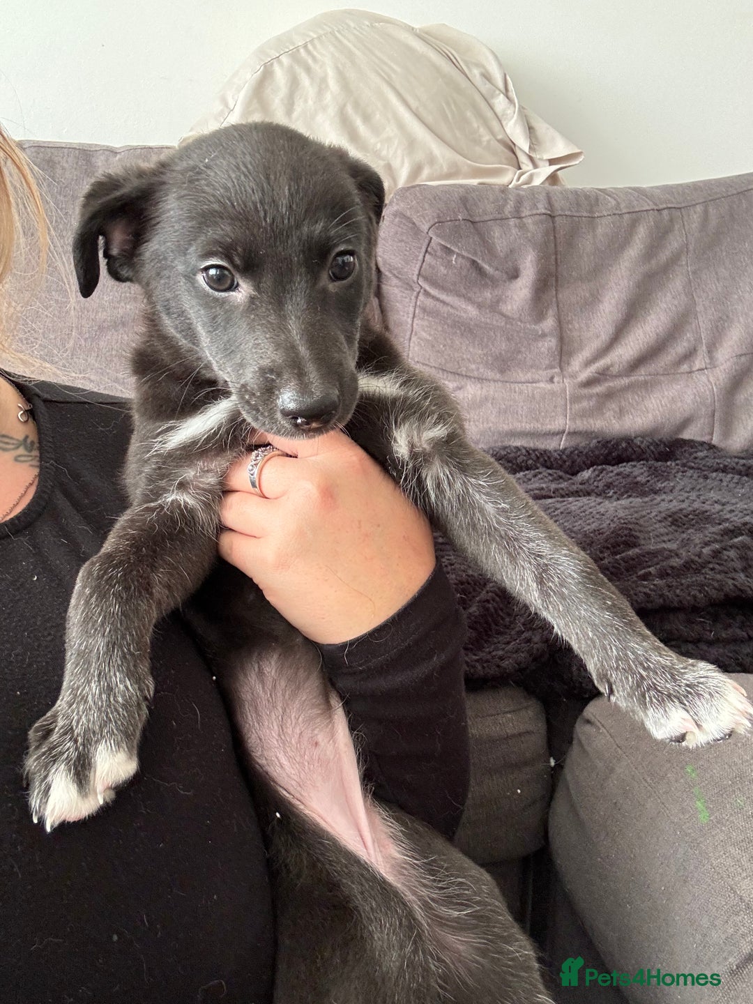 Mixed Breed dogs for sale: German Shepard/husky cross puppies  - Image 12