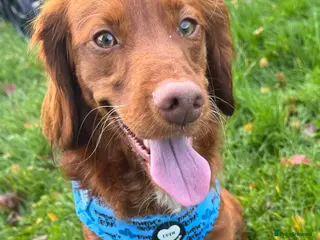 Cockapoo dogs Straight haired Cockapoo - Loki - Advert 2