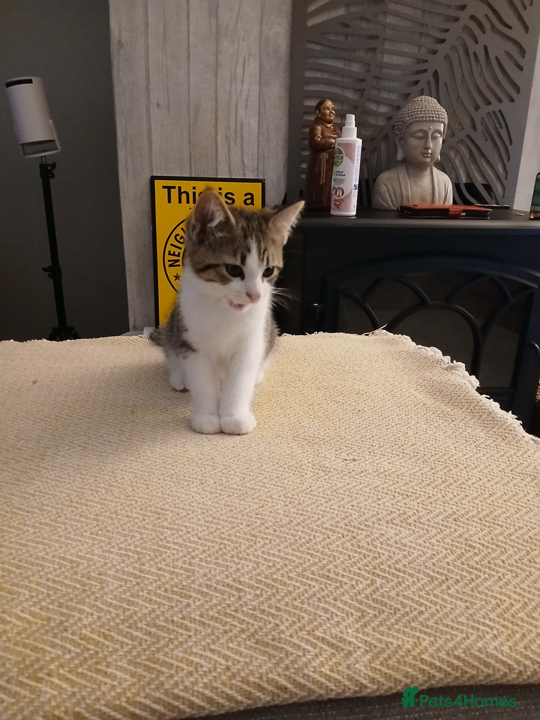Mixed Breed cats for sale: Kittens 2male  - Image 6