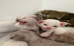 Devon Rex cats for sale: ❤️Devon rex kittens available 😻 - Image 7