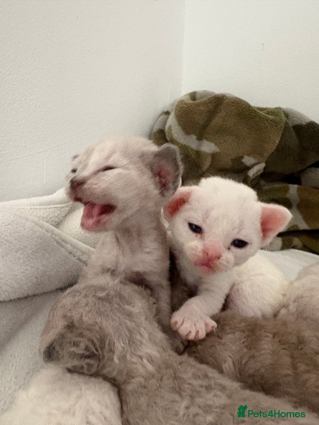 Devon Rex cats for sale: ❤️Devon rex kittens available 😻 - Image 7