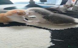 Mixed Breed cats for sale: Beautiful kittens  - Image 7