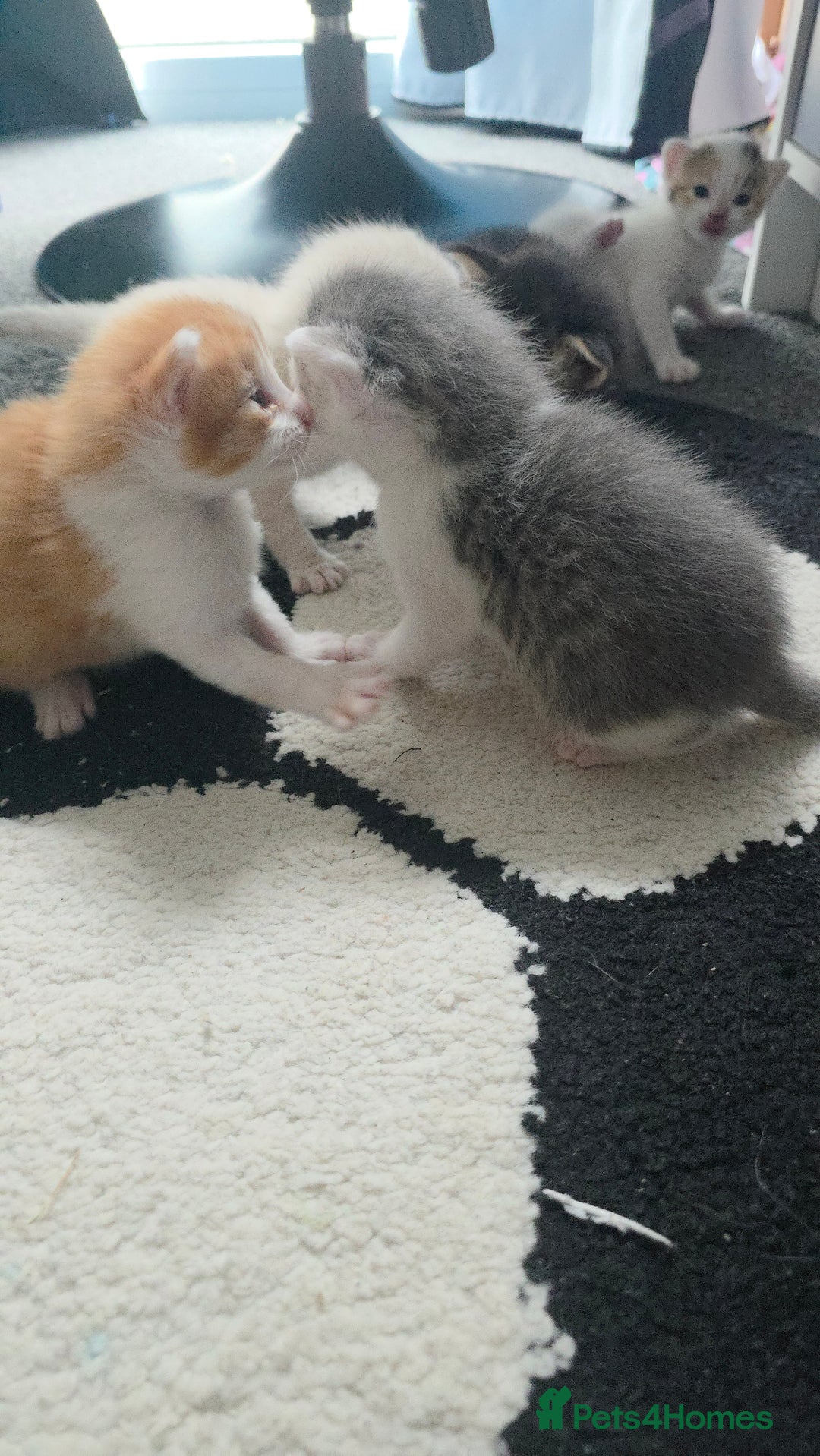 Mixed Breed cats for sale: Beautiful kittens  - Image 7