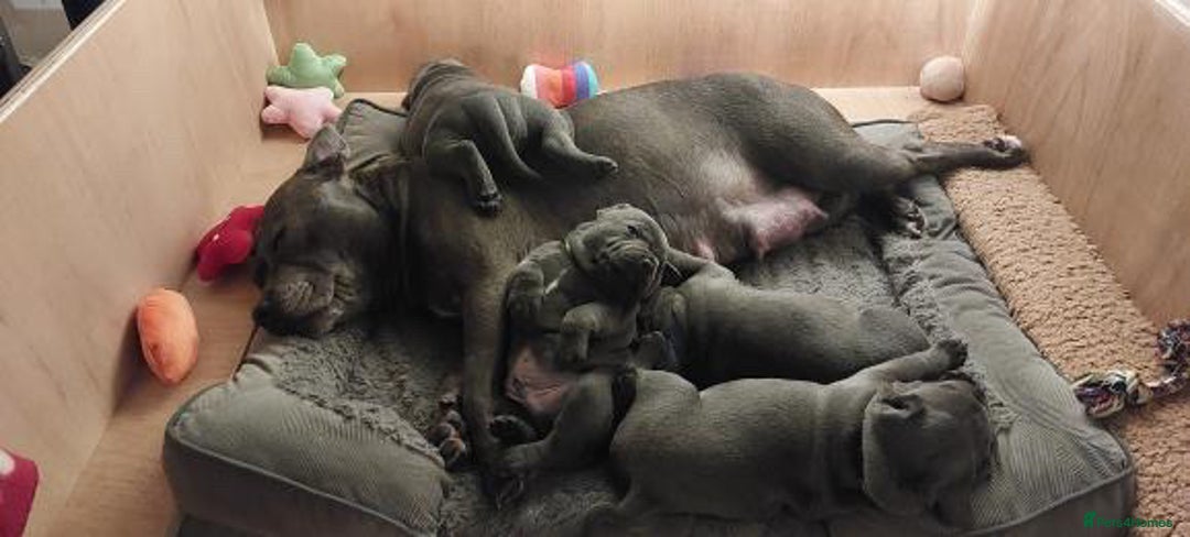 Staffordshire Bull Terrier dogs for stud: PROVEN Staffordshire bull terrier stud  - Advert 19