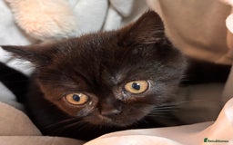 British Shorthair cats for sale: Full British short hair kittens - Advert 1