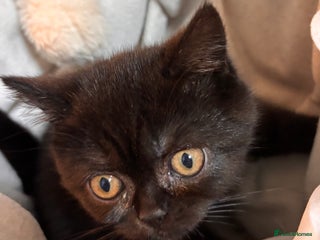 British Shorthair cats for sale: Full British short hair kittens - Advert 1