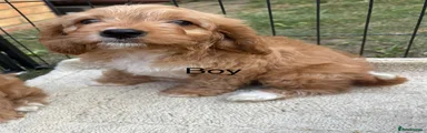Cavapoo 1