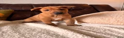 Mixed Breed dogs for sale: Unique mixed breed puppies  - Advert 8