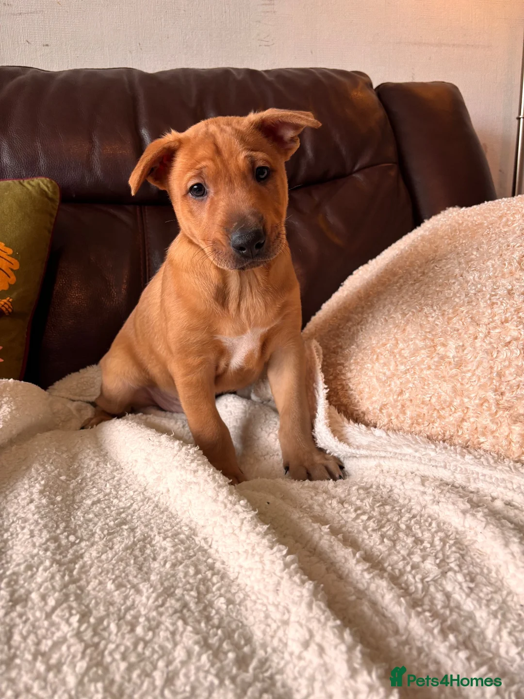 Mixed Breed dogs for sale: Unique mixed breed puppies  - Advert 8