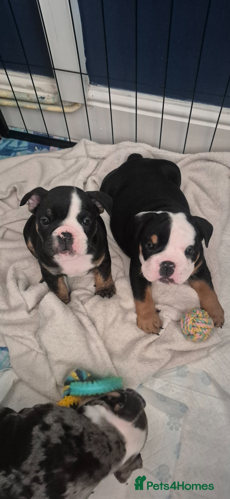 English Bulldog dogs Kc registered English bulldogs  - Advert 1