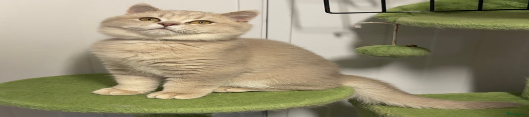 Kitten Four