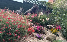 French Bulldog dogs for sale: 4 beautiful blue French bulldogs  - Image 17