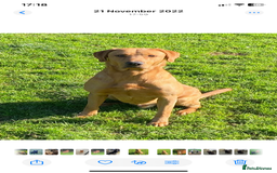 Labrador Retriever dogs for sale: Five ⭐️Council Registered Breeders litter of Labs - Image 6