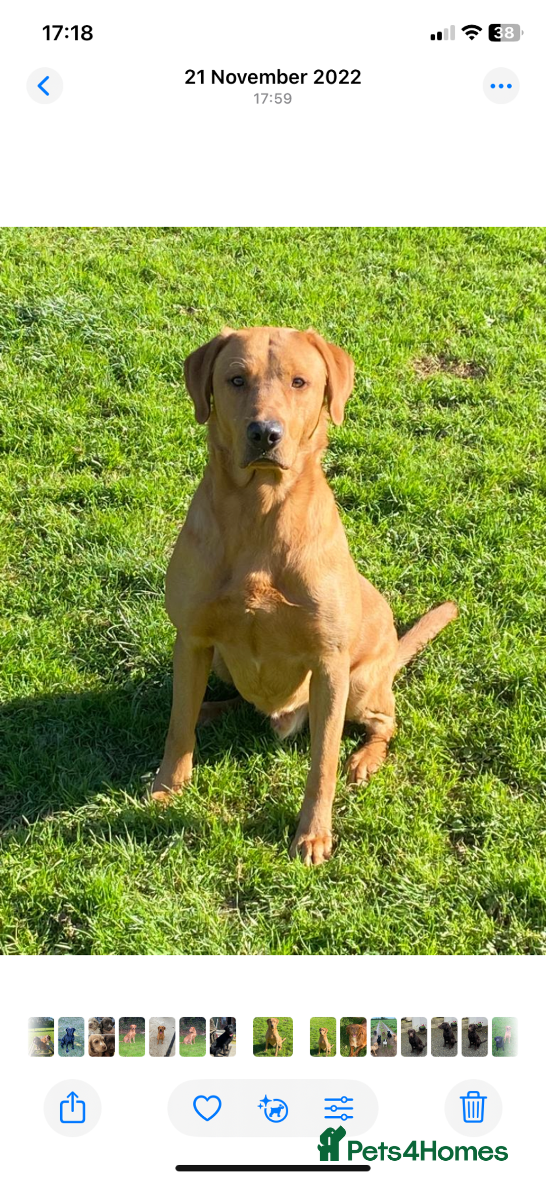 Labrador Retriever dogs for sale: Five ⭐️Council Registered Breeders litter of Labs - Image 6