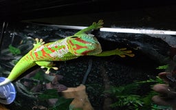 Gecko reptiles for sale: Female Madagascar high red giant day gecko - Image 2