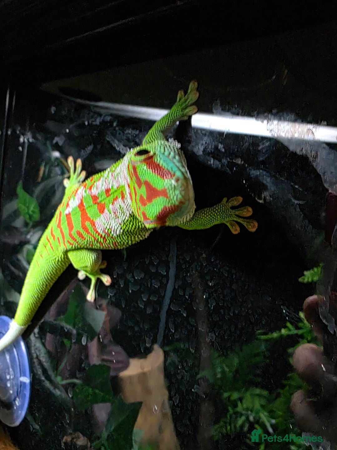 Gecko reptiles for sale: Female Madagascar high red giant day gecko - Image 2