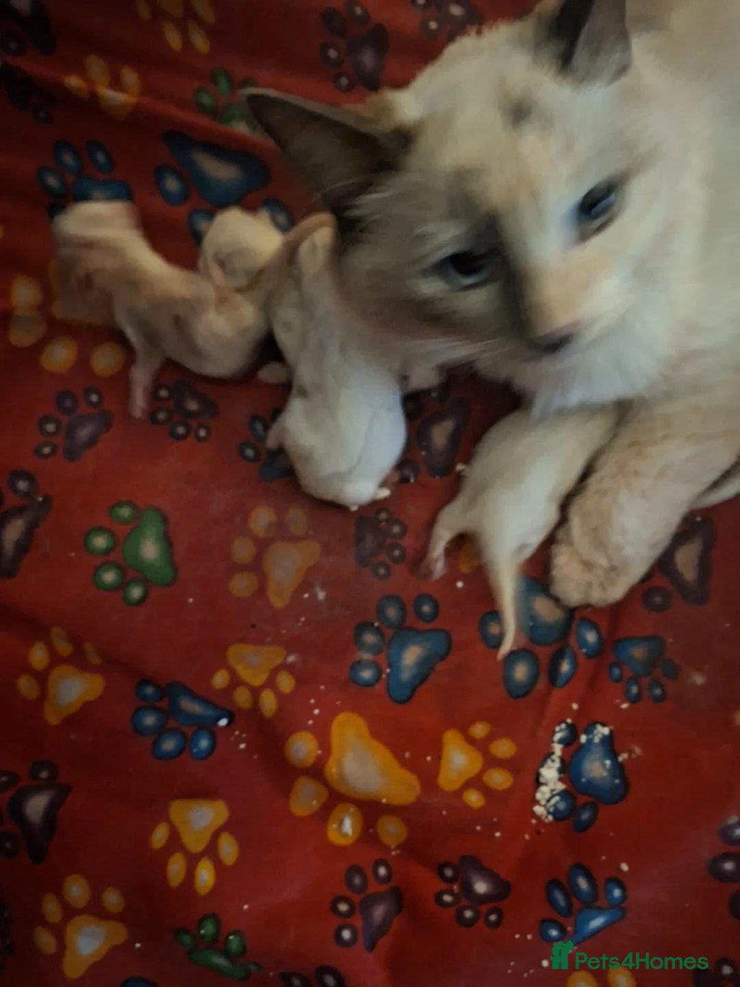 Ragdoll cats for sale: Full Ragdoll kittens 5 star indoor homes  - Advert 2