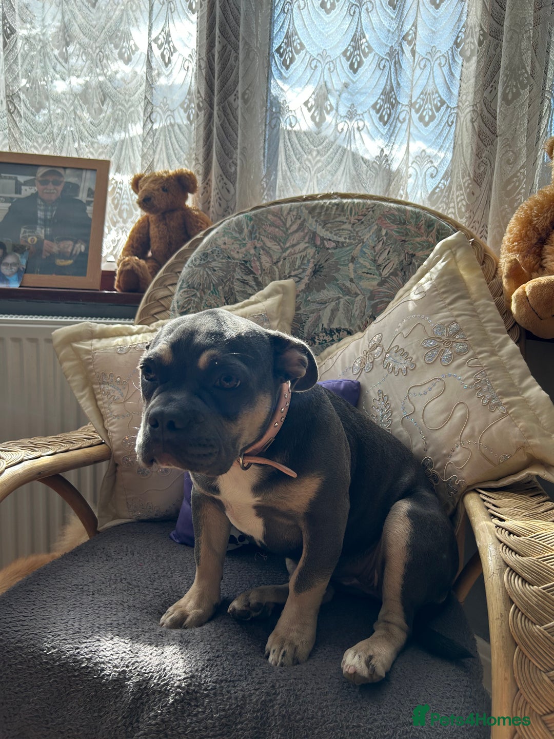 French Bulldog dogs for sale: Female lilac and tan French bulldog  - Image 8