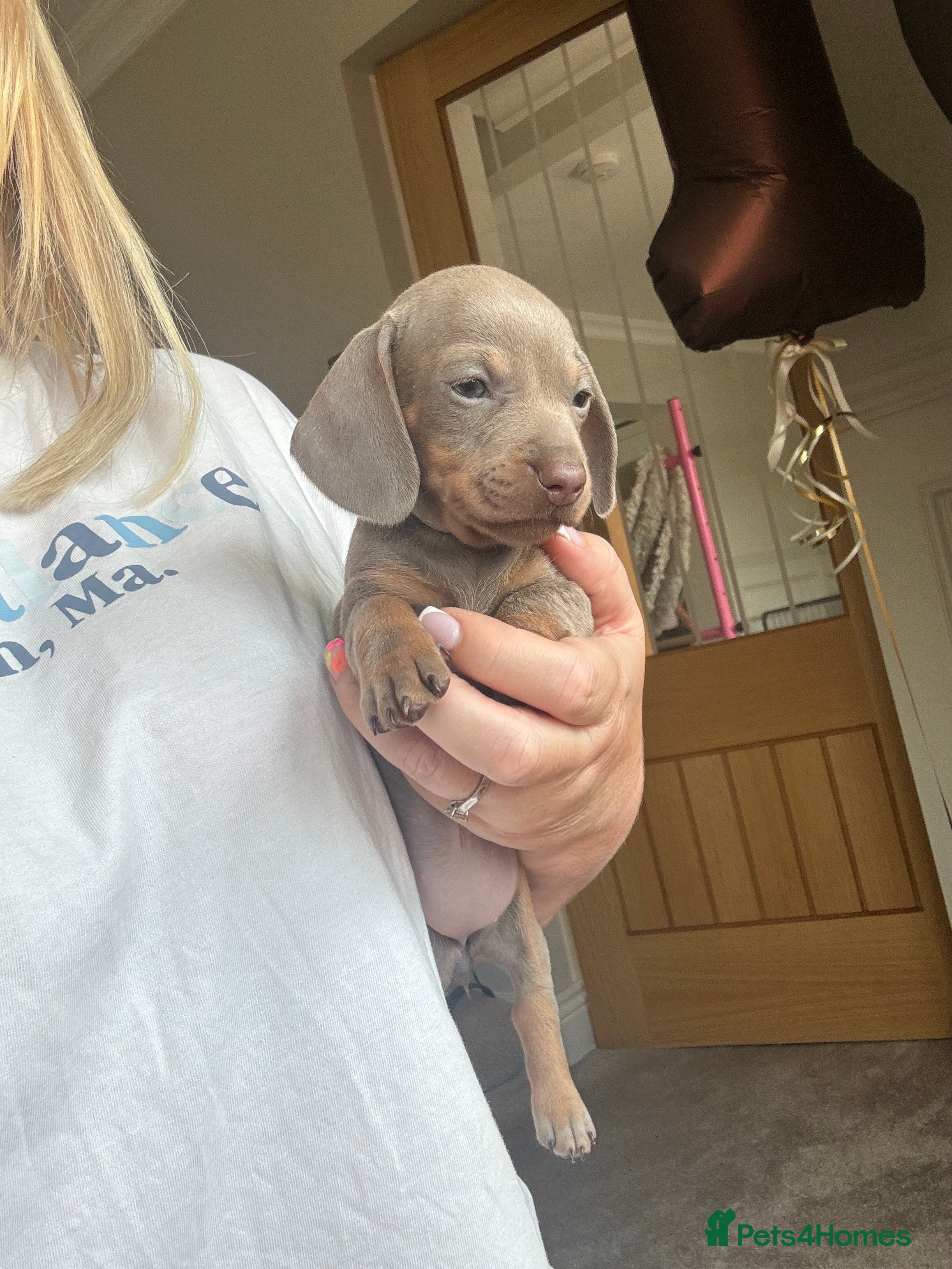 Miniature Dachshund dogs 🐾 KC Registered Miniature Dachshund Puppies 🐾 - Advert 2