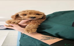 Cockapoo dogs for sale: Ready now  - Advert 7