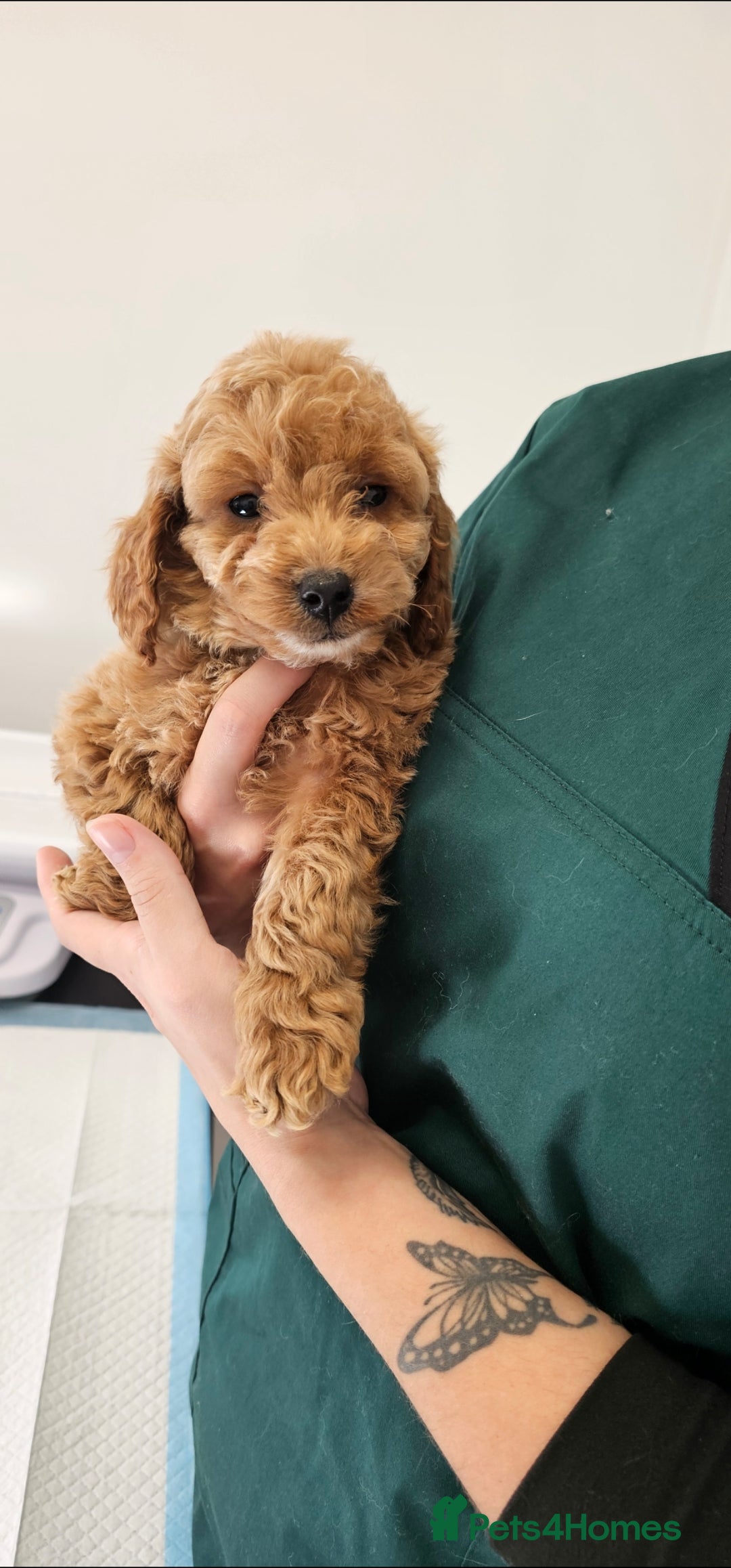 Cockapoo dogs for sale: Ready now  - Advert 7