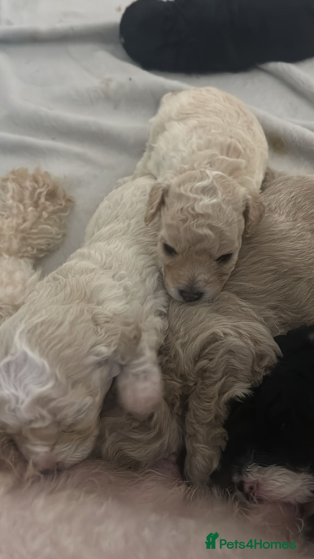 Cavapoochon dogs for sale: 🌟 Ready to leave 23rd Dec F1b cavapoochon puppies - Advert 14