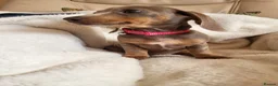 Miniature Dachshund dogs for sale: Belle - Advert 3