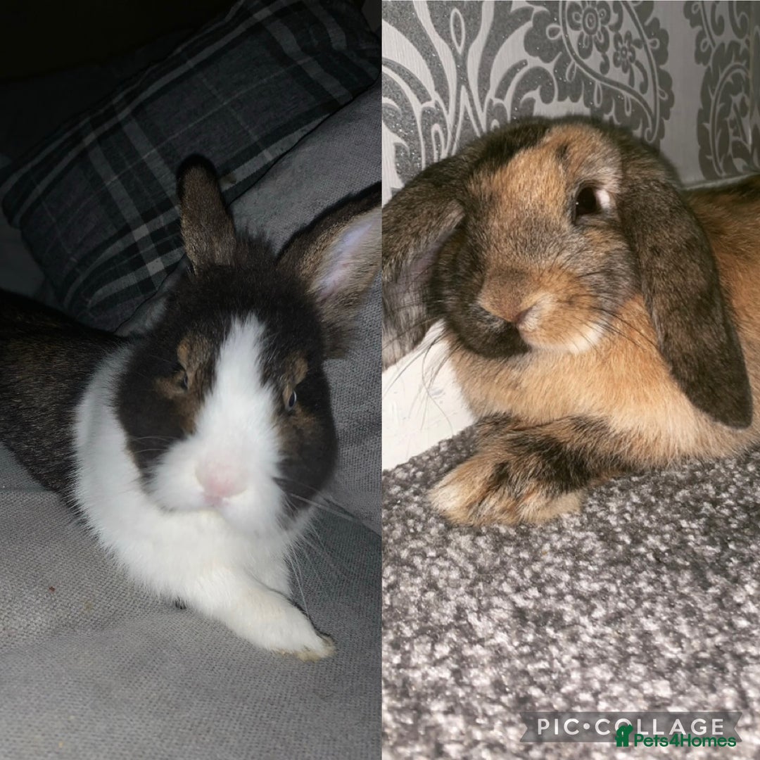 Mixed Breed rabbits for sale: two bonded rabbits.  - Image 1