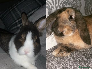 Mixed Breed rabbits - Advert 5