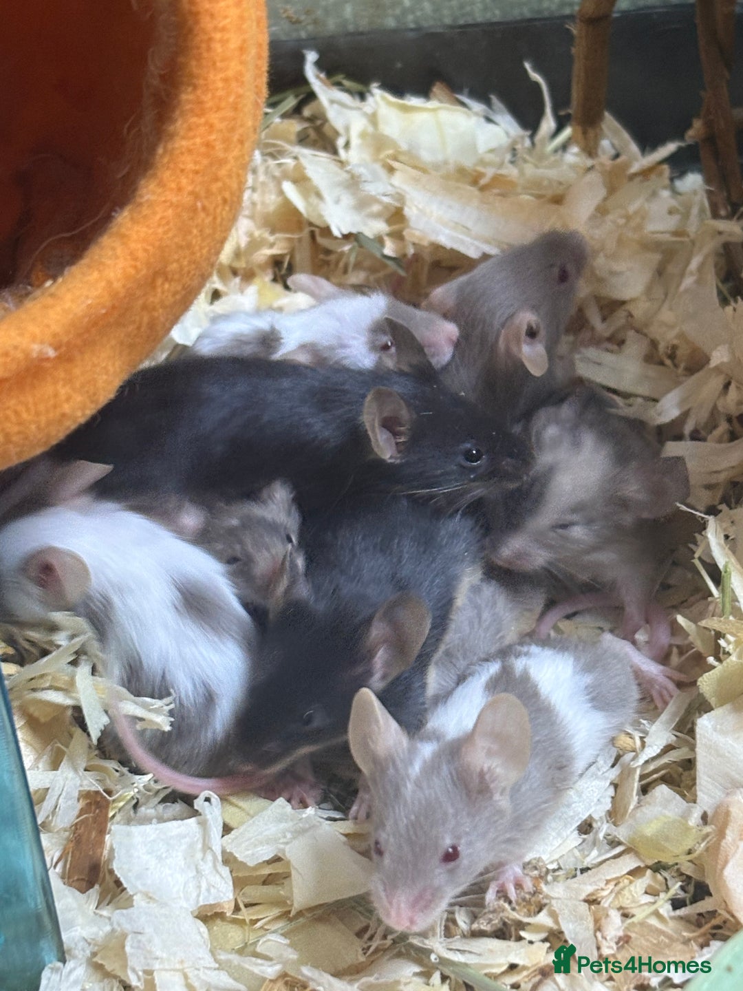 Mouse rodents for sale: Baby mice males and females  in Honiton - Image 15