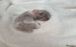 Miniature Dachshund dogs for sale: Miniature Dachshund Puppies - Image 8
