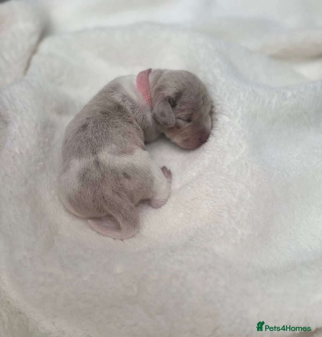 Miniature Dachshund dogs for sale: Miniature Dachshund Puppies - Image 8
