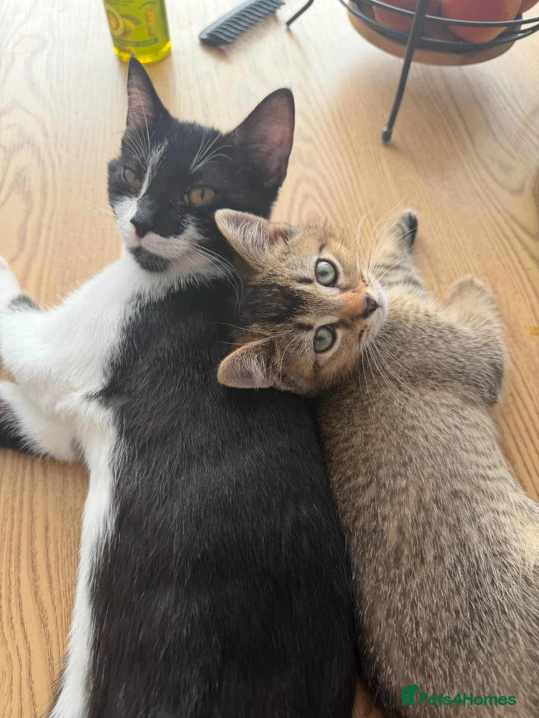 Mixed Breed cats for sale: Two kittens need to be rehomed  in Nuneaton - Advert 1