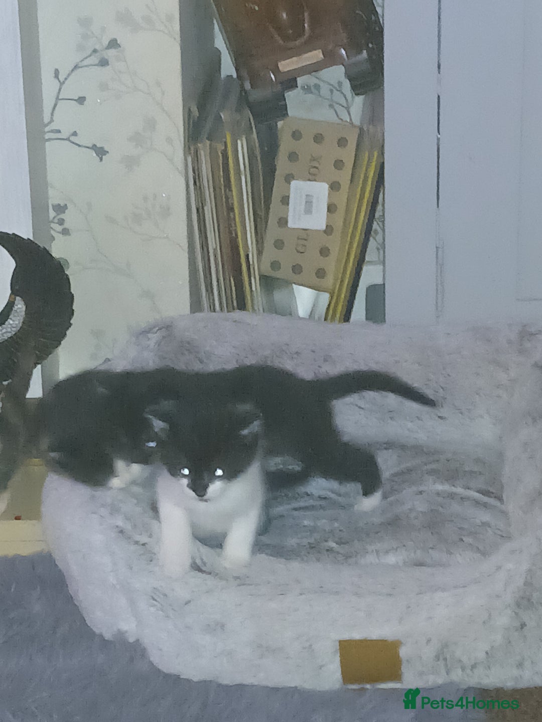 Mixed Breed cats for sale: 2 boys  - Advert 1