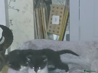 Mixed Breed cats 2 boys - Advert 2