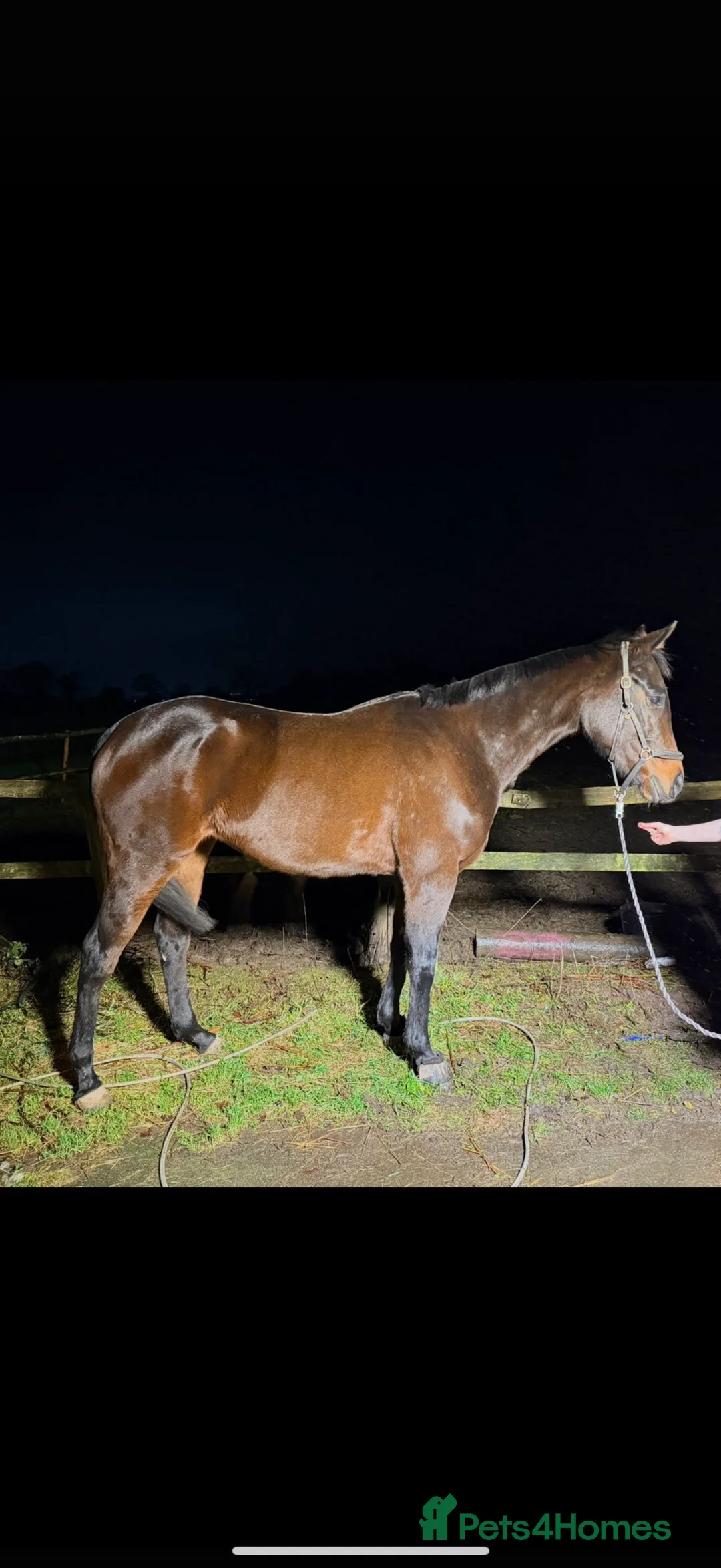English Thoroughbred horses for sale: Dolly looking for new home in Cullompton - Advert 5