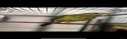 Parrots birds for sale: Superb parrot pair male and female  in Luton - Advert 4