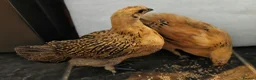 Chickens poultry for sale: Bantam cockerel and chicks looking for new homes  - Advert 2
